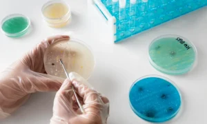 Research & Applications of Dental Stem Cells